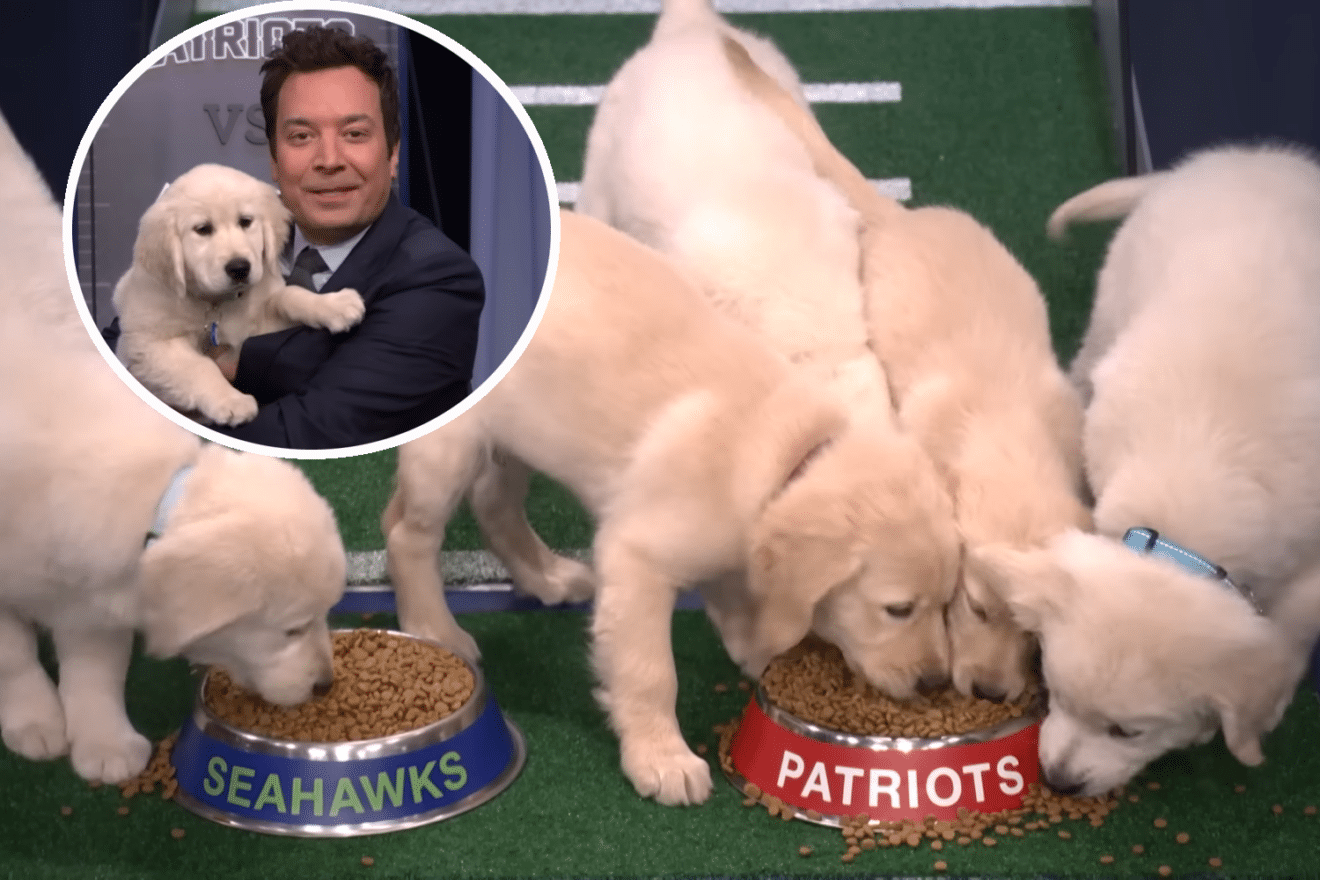 Jimmy Fallon puppy predictors
