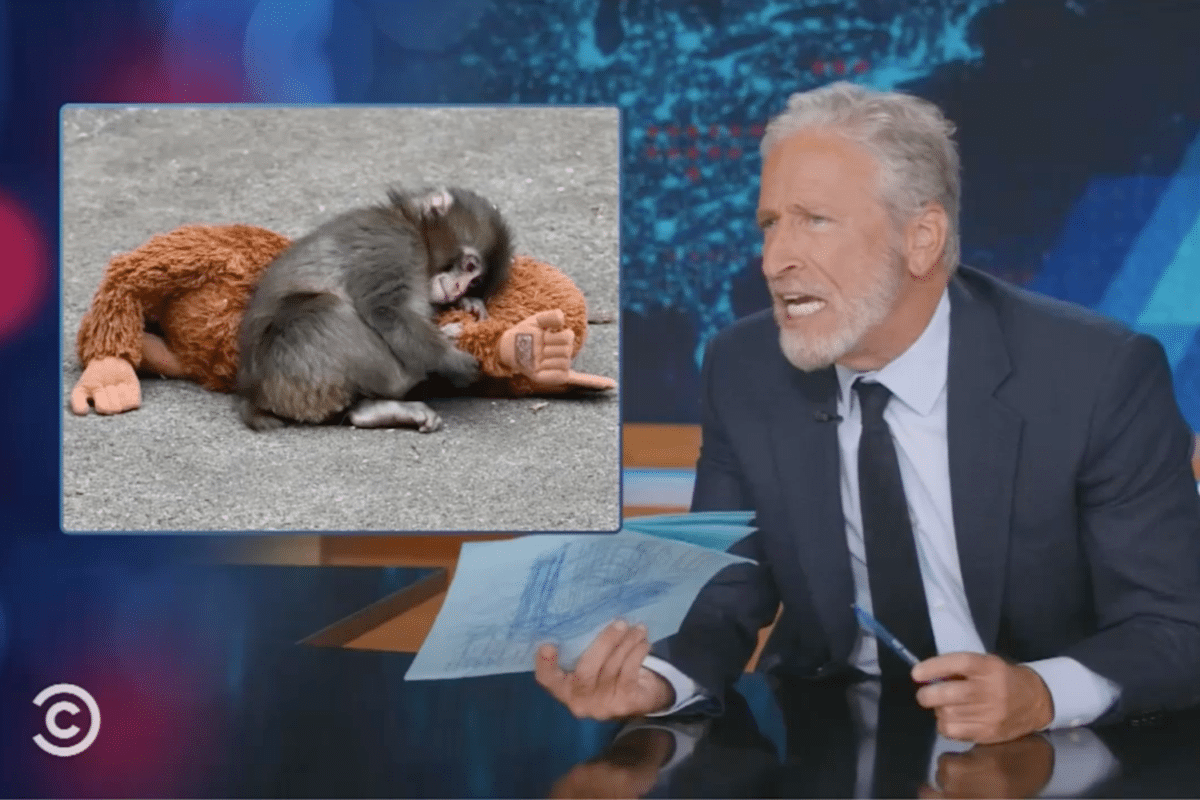 Jon Stewart Punch Monkey